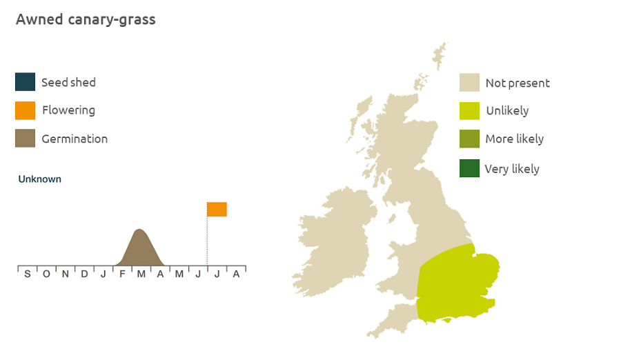 Awned canary grass life cycle and UK distribution